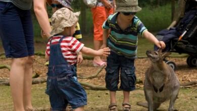 manor wildlife park tickets