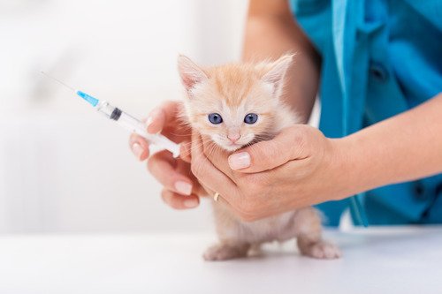 do indoor cats need vaccines