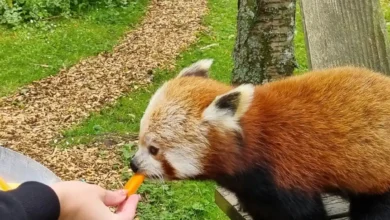 red panda experience uk