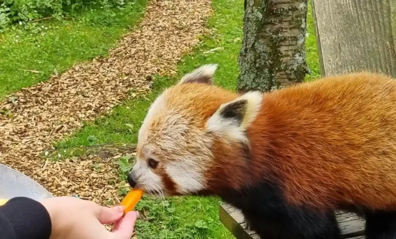 red panda experience uk