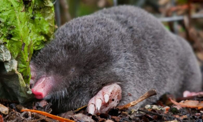 how big are moles uk