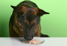 can dogs eat shrimp