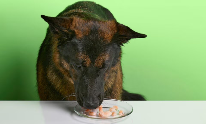 can dogs eat shrimp